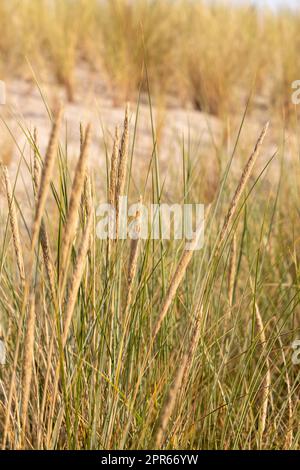 Dünengras als Schutz für die Dünen und auch Lebensraum für Tiere und Insekten. Stockfoto