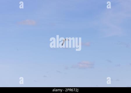 Eine fliegende Möwe vor einem blauen Himmel Stockfoto