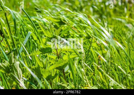 Grüne Pflanzen Moos Gräser und Blumen auf dem Waldboden Deutschland. Stockfoto