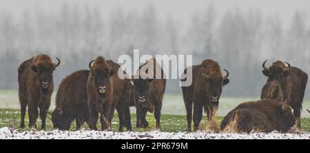 Die europäische Bison-Herde ruht im Schneefall Stockfoto