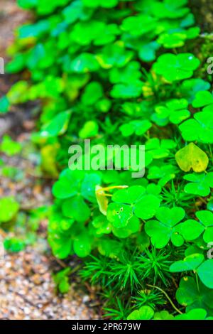 Kleeblatt schleicht auf dem Waldboden Deutschland. Stockfoto