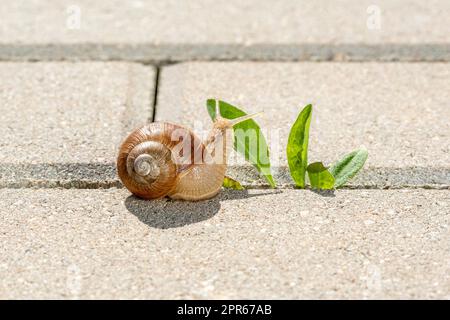 Die Schnecke isst eine grüne Pflanze, die auf dem Bürgersteig wächst Stockfoto