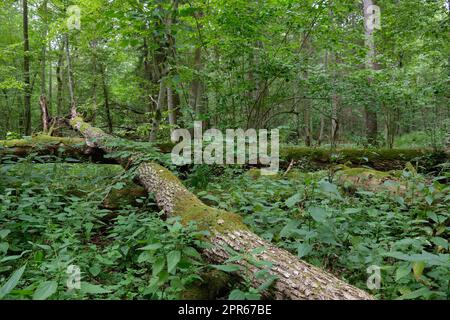 Gebrochene alte Esche, Moos, umhüllt, liegend Stockfoto