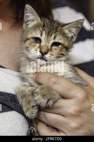 Verlassene neugeborene Katze Stockfoto