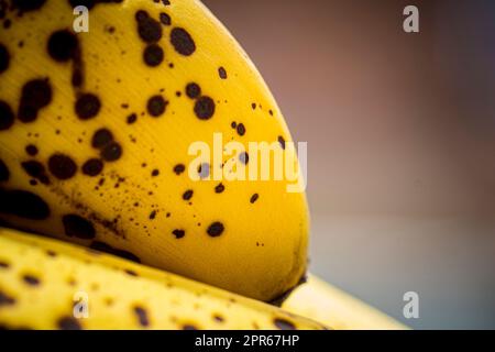 Nahaufnahme der Bananenreifephase mit Flecken, süßem Geschmack, perfekt für Mixgetränke und Backen Stockfoto