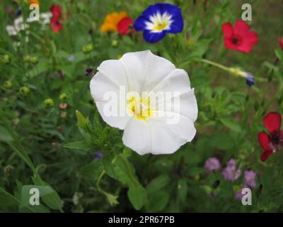 Weißer Morgenglorit auf einer Blumenwiese, Ipomoea Stockfoto