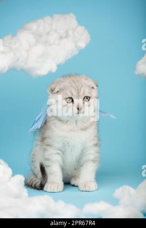 Das kleine schottische Faltkätzchen sitzt mit blauen Engelsflügeln inmitten weißer, flauschiger Wolken. Stockfoto
