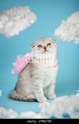 Ein angelförmiges schottisches Kätzchen mit pinkfarbenen kleinen Flügeln sitzt auf blauem Himmelshintergrund inmitten weißer Wolken. Porträt einer reizenden flauschigen Katze. Stockfoto