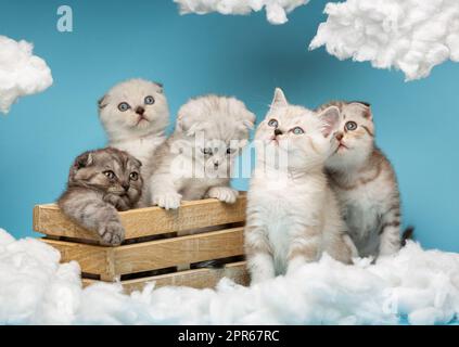 Fünf kleine gestreifte schottische Kätzchen in verschiedenen Farben sitzen auf blauem Hintergrund und schauen mit großem Interesse auf die weißen Baumwollwolken. Lustiges Tier Stockfoto