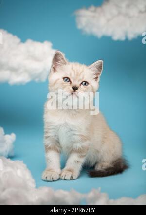 Das verspielte, einen Monat alte schottische Kätzchen in heller Farbe befindet sich zwischen weißen Wolken auf blauem Hintergrund im Studio. Stockfoto