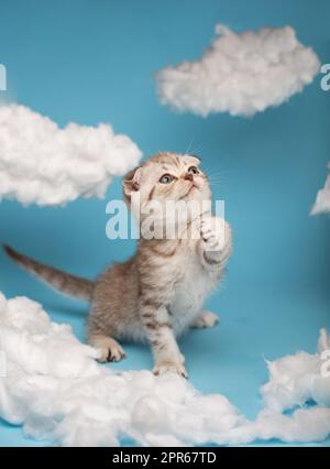 Das kleine schottische Kätzchen fängt eine Spielzeugpfote auf blauem Hintergrund. Stockfoto