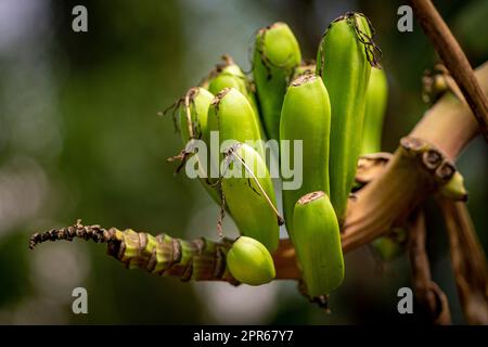 Nahaufnahme von kleinen, wachsenden Bananen am Ast eines Bananenbaums Stockfoto