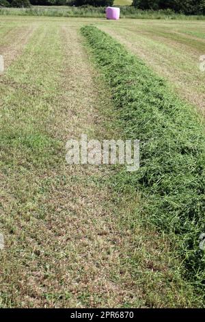 Mähfeld mit einer Reihe Gras, bereit für Silageballen Stockfoto