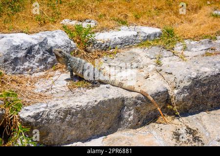 Iguana-Eidechse in den alten Ruinen der Maya in der archäologischen Zone El Rey bei Cancun, Yukatan, Mexiko Stockfoto