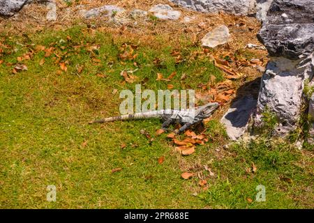 Iguana-Eidechse in alten Ruinen der Maya in der archäologischen Zone El Rey in der Nähe von Cancun, Yukatan, Mexiko. Stockfoto