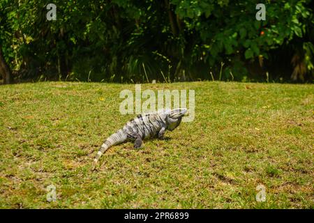 Iguana-Eidechse in den alten Ruinen der Maya in der archäologischen Zone El Rey bei Cancun, Yukatan, Mexiko Stockfoto