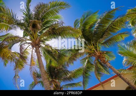 Palmen an einem sonnigen Tag in Playa del Carmen, Yukatan, Mexiko Stockfoto