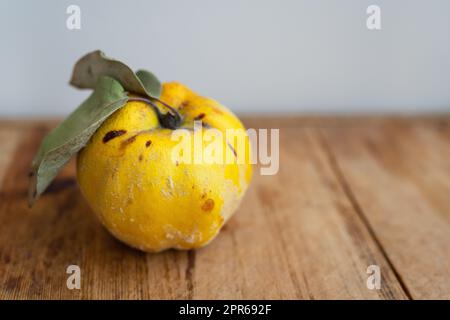 Unvollkommene Apfelquitten auf einem Holztisch. Gelber schimmeliger Quittenapfel mit Fäulnisflecken. Stockfoto