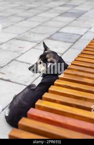 Ein streunender Hund liegt auf dem Gehweg in der Nähe der Bank und schläft an einem Sommertag im Park. Stockfoto