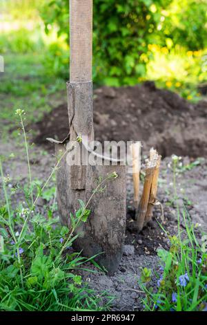 Eine Schaufel steht im Boden, pflanzt einen Baum, gräbt ein Loch. Ein Mann pflanzt einen Baum. Das Konzept der Ökologie und des Umweltschutzes. Stockfoto