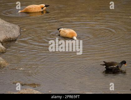 Ruddy Shelducks, die nach Nahrung suchen, und eurasische gemeine Moorhennen im Vordergrund. Stockfoto