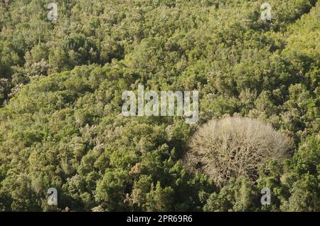 Süße Kastanie in einem immergrünen Wald. Stockfoto