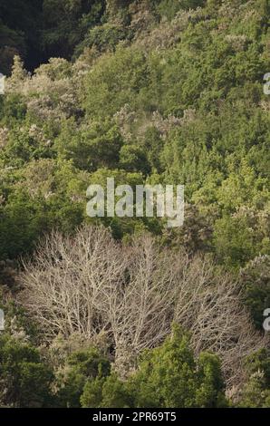 Süße Kastanie in einem immergrünen Wald. Stockfoto