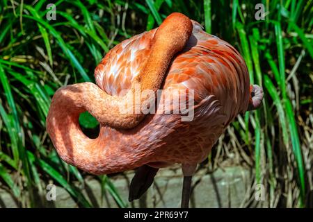 Phoenicopterus ruber bekannt als amerikanischer oder karibischer Flamingo - Halbinsel de Zapata / Zapata Swamp, Kuba Stockfoto