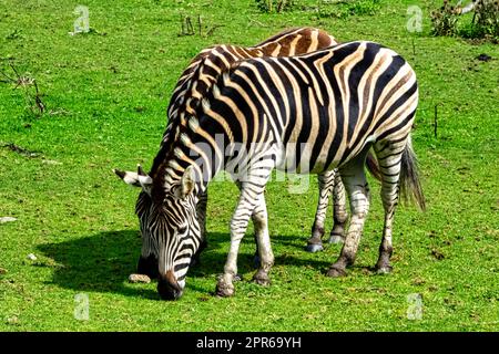 Prärie-Zebra, bekannt als gewöhnliches oder manloses Zebra, equus quagga borensis oder equus burchellii - Kenia Stockfoto