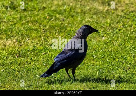 Coloeus monedula, auch bekannt als eurasische, europäische oder westliche Jackdaw - Dover, Kent, Vereinigtes Königreich Stockfoto