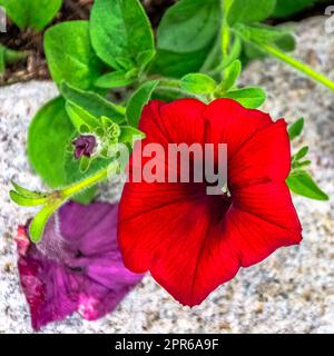 Petunia aus schwarzer Kirsche, auch Supertunia genannt - Dinard, Frankreich Stockfoto