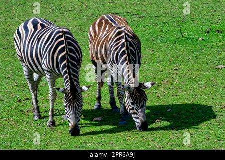 Plains zebra known as the common or maneless zebra, equus quagga borensis or equus burchellii - Kenya Stock Photo