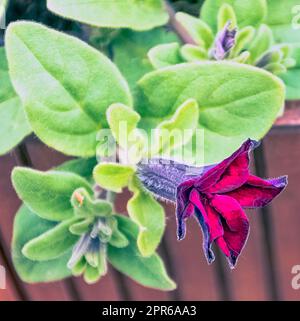 Petunia aus schwarzer Kirsche, auch Supertunia genannt - Dinard, Frankreich Stockfoto