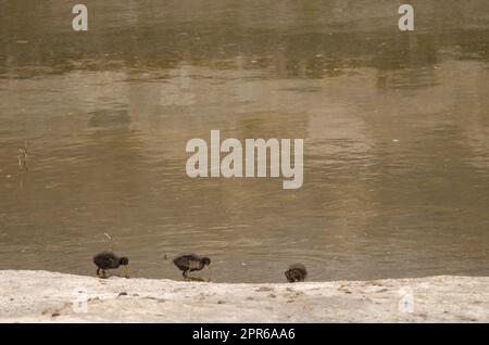 Küken von eurasischen Gemeinen Moorhen. Stockfoto