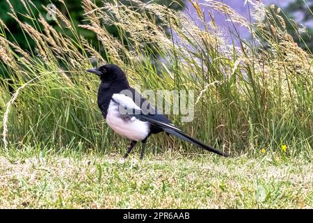 Pica pica, bekannt als eurasische, europäische oder gewöhnliche Elster im britischen Park - Dover, Kent, Vereinigtes Königreich Stockfoto