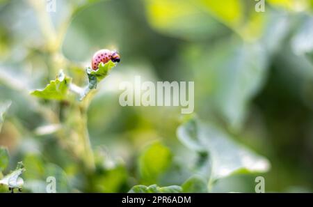 Viele Colorado Käfer. Kolorado-Kartoffelkäfer-Larven auf Kartoffelblättern. Kartoffelkäfer auf Laub in der Natur, natürlicher Hintergrund, Nahsicht. Die zehn Stockfoto