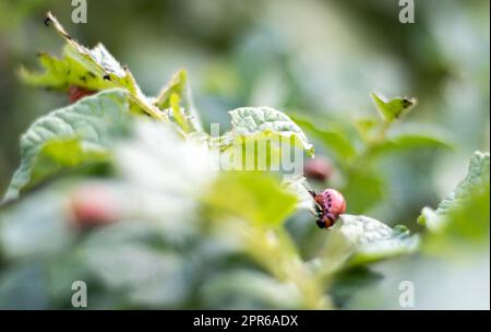 Die Larven des Colorado-Käfers auf Kartoffelblättern zerstören Kartoffelpflanzen und verursachen großen Schaden auf den Bauernhöfen. Selektiver Fokus. Leptinotarsa decemlineata auf einem Blatt. Gefährlicher Schädling für die Landwirtschaft. Stockfoto