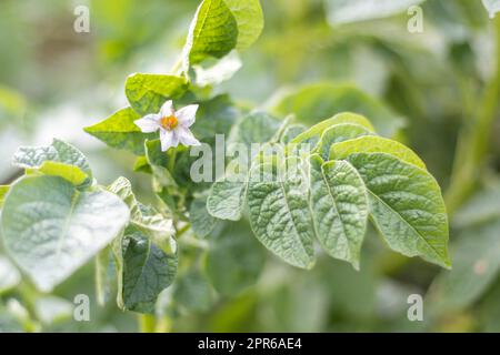 Kartoffelsprossen auf einem Bauernbett. Blühende reife Kartoffeln. Kartoffelplantagen wachsen auf dem Feld. Landwirtschaft, Landwirtschaft. Neue Kartoffeln. Blühendes Kartoffelfeld mit Blumen. Grünes Kartoffelfeld. Stockfoto