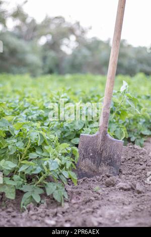 Schaufel auf dem Hintergrund von Kartoffelsträuchern. Ernte. Landwirtschaft. Eine junge Kartoffelknolle aus dem Boden zu graben, Kartoffeln auf einem Bauernhof zu ernten. Kartoffeln mit einer Schaufel im Garten ernten. Stockfoto