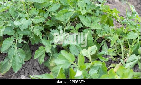 Grünes Kartoffelfeld in Folge. Kartoffelplantagen, solanum tuberosum. Ernte auf einem landwirtschaftlichen Feld. Landwirtschaftliche Sommerlandschaft. Das Feld wird von den Sonnenstrahlen beleuchtet. Stockfoto