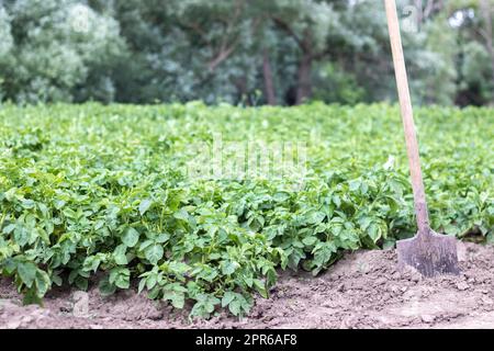 Schaufel auf dem Hintergrund von Kartoffelsträuchern. Ernte. Landwirtschaft. Eine junge Kartoffelknolle vom Boden graben und Kartoffeln auf einer Farm ernten. Ha Stockfoto