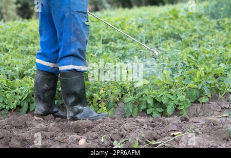 Ein Landwirt, der Insektizide auf seine Kartoffelernte aufbringt. Der Einsatz von Chemikalien in der Landwirtschaft. Bekämpfung von Pilzinfektionen und Insekten. Ein Mann sprüht Pestizide auf eine Kartoffelplantage mit einem Handsprühgerät. Stockfoto