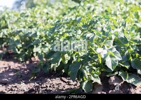 Kartoffelplantagen wachsen auf dem Feld. Landwirtschaft, Landwirtschaft. Grünes Kartoffelfeld in Folge. Kartoffelplantagen, solanum tuberosum. Sommerlandschaft mit landwirtschaftlich genutzten Flächen. Stockfoto