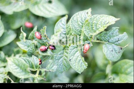 Viele Colorado Käfer. Kolorado-Kartoffelkäfer-Larven auf Kartoffelblättern. Kartoffelkäfer auf Laub in der Natur, natürlicher Hintergrund, Nahsicht. Die zehn Stockfoto