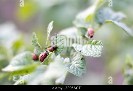 Die Larven des Colorado-Käfers auf Kartoffelblättern zerstören Kartoffelpflanzen und verursachen großen Schaden auf den Bauernhöfen. Selektiver Fokus. Leptinotarsa decemlineata auf einem Blatt. Gefährlicher Schädling für die Landwirtschaft. Stockfoto