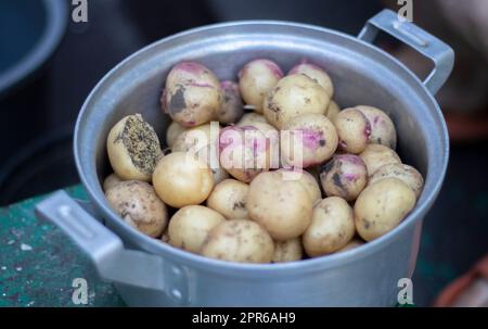 Kochtopf aus Edelstahl mit rohen Frühkartoffeln, die nicht selektiv geschält werden. Nahaufnahme von gelben und roten gehäuteten Kartoffeln. Ein Topf, in dem Kartoffeln ausgegraben wurden, bedeckt mit Erde. Stockfoto