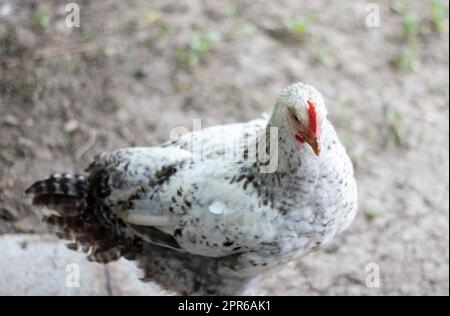 Hühner im Betrieb, Geflügelkonzept. Weißes loses Huhn im Freien. Komischer Vogel auf einer Bio-Farm. Hausvögel in einem Freilandbetrieb. Hühnerzucht. Gehen Sie im Hof. Agrarindustrie. Stockfoto