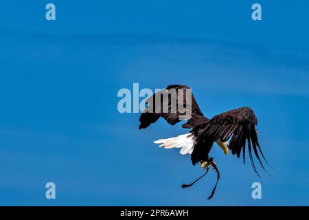 Der junge Weißkopfseeadler (Haliaeetus leucocephalus) ist auch als Weißkopfadler, Seeadler oder amerikanischer Adler bekannt Stockfoto