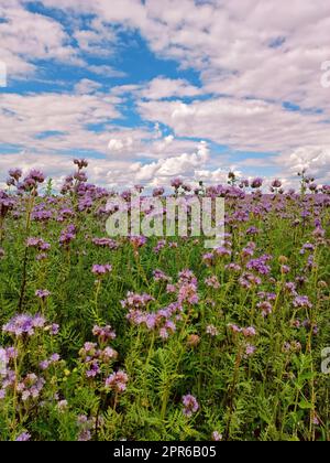 Phakelienblüten blühen. Blühende Landwirtschaft Sommerfeld. Natur, ländliche, sonnige Landschaft, Europa. Honigproduktion Stockfoto