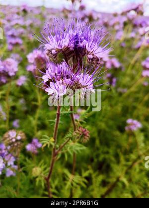 Tanacetifolia (Spitzen) Phacelia Blüten blühen. Blühende Landwirtschaft Sommerfeld. Natur ländliche sonnige Szene, Europa. Blaue oder violette Blütenblätter. Honig Stockfoto